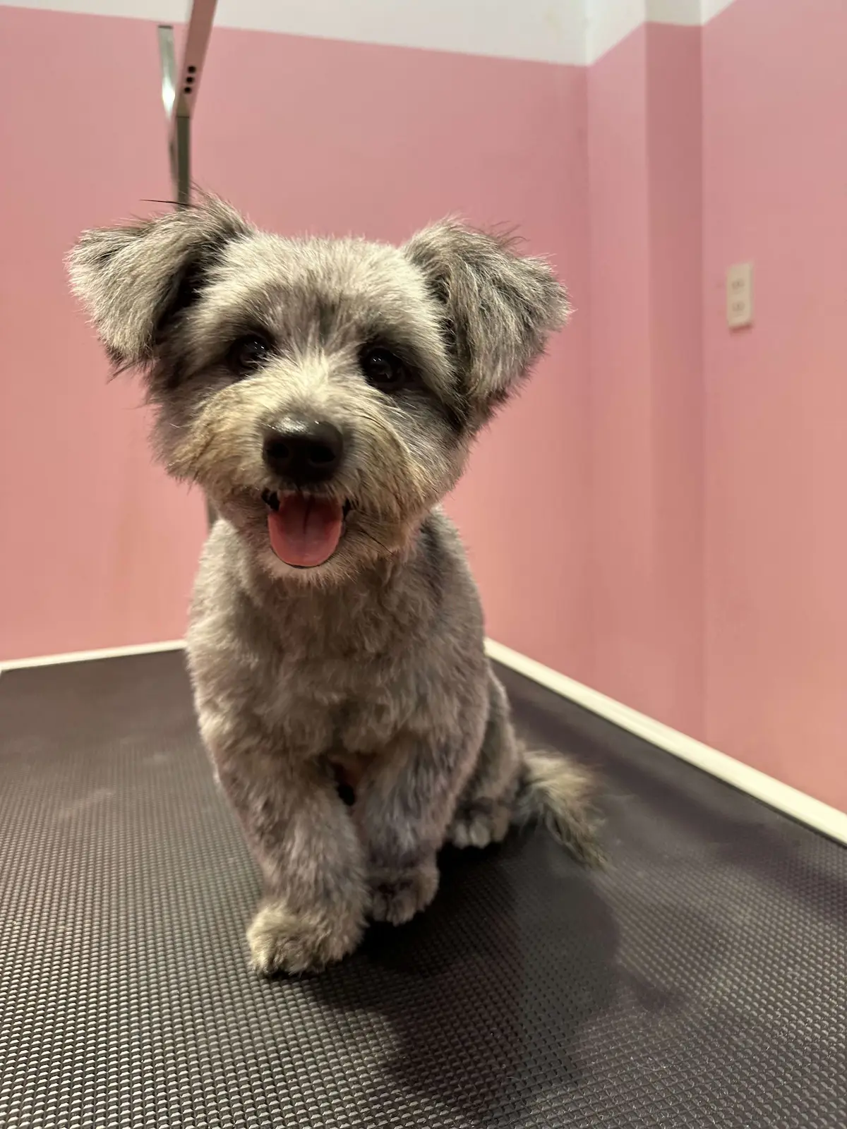 Dịch vụ spa và cắt tỉa chó tại Đà Nẵng