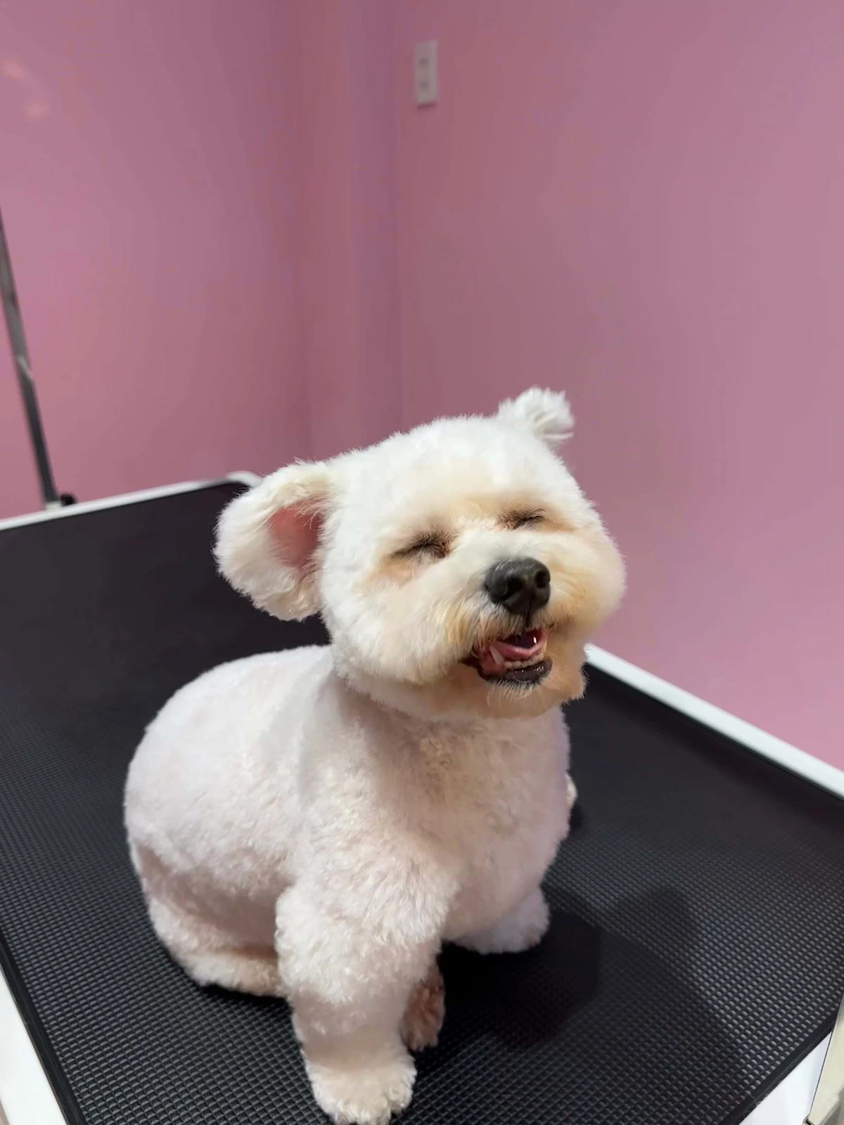 Dịch vụ spa và cắt tỉa chó tại Đà Nẵng