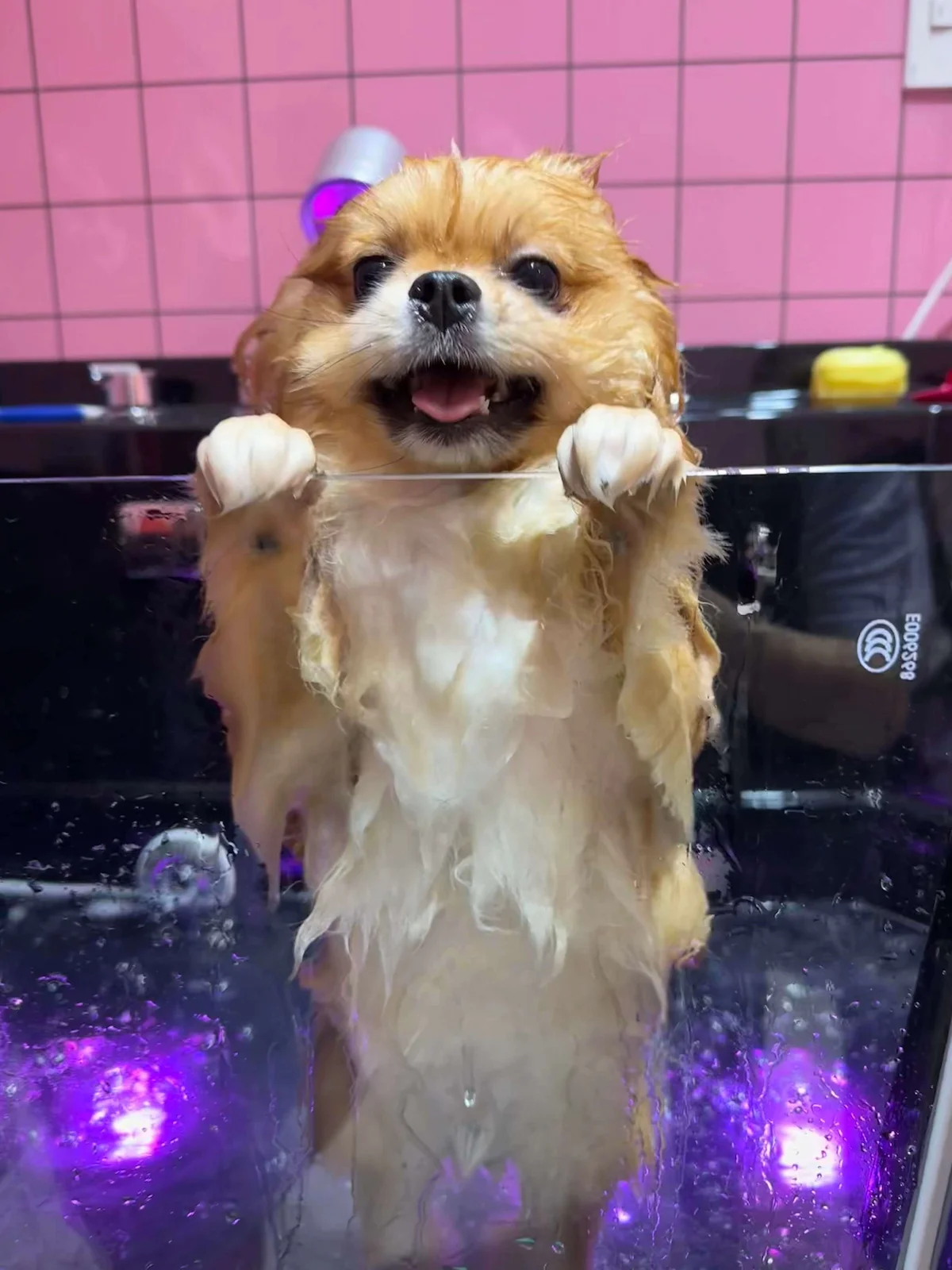 Dịch vụ spa và cắt tỉa chó tại Đà Nẵng