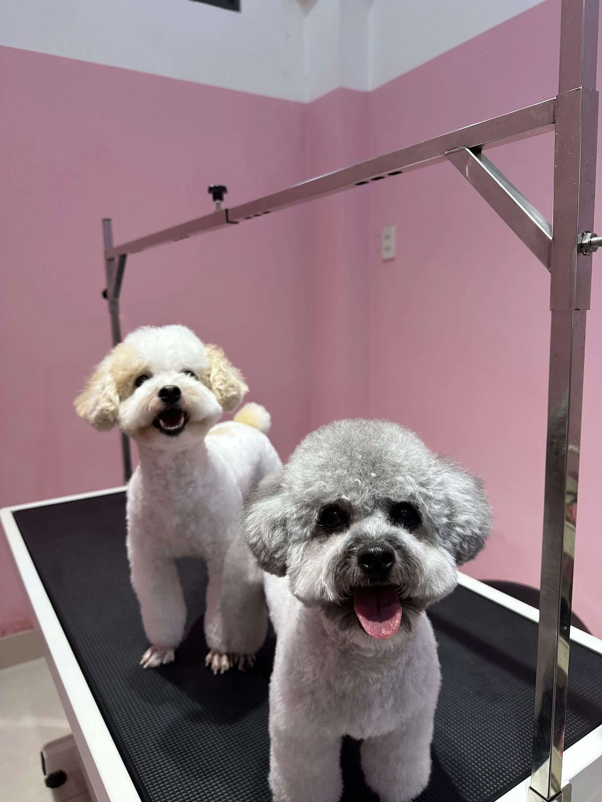 Dịch vụ spa và cắt tỉa chó tại Đà Nẵng