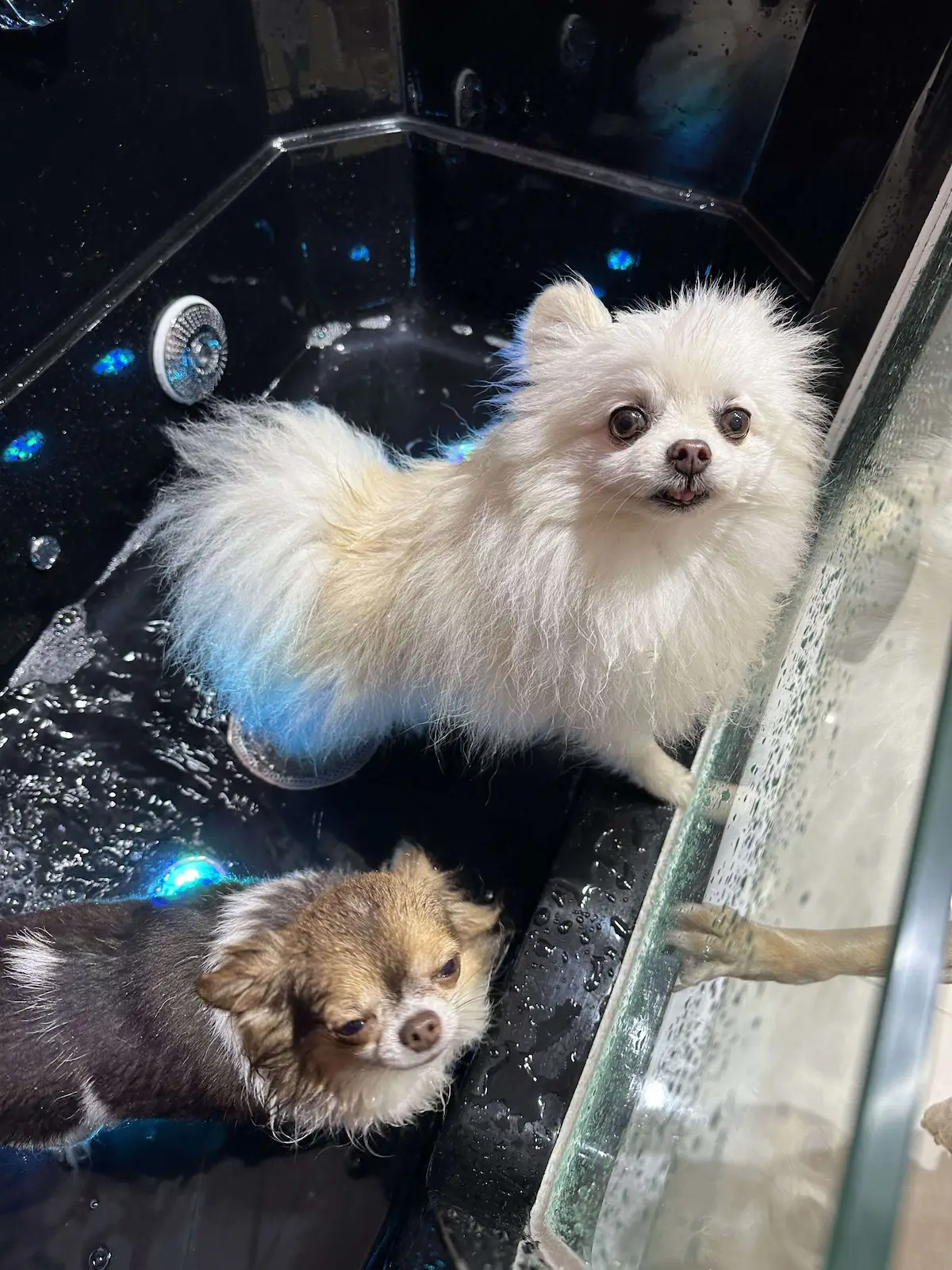 Dịch vụ spa và cắt tỉa chó tại Đà Nẵng