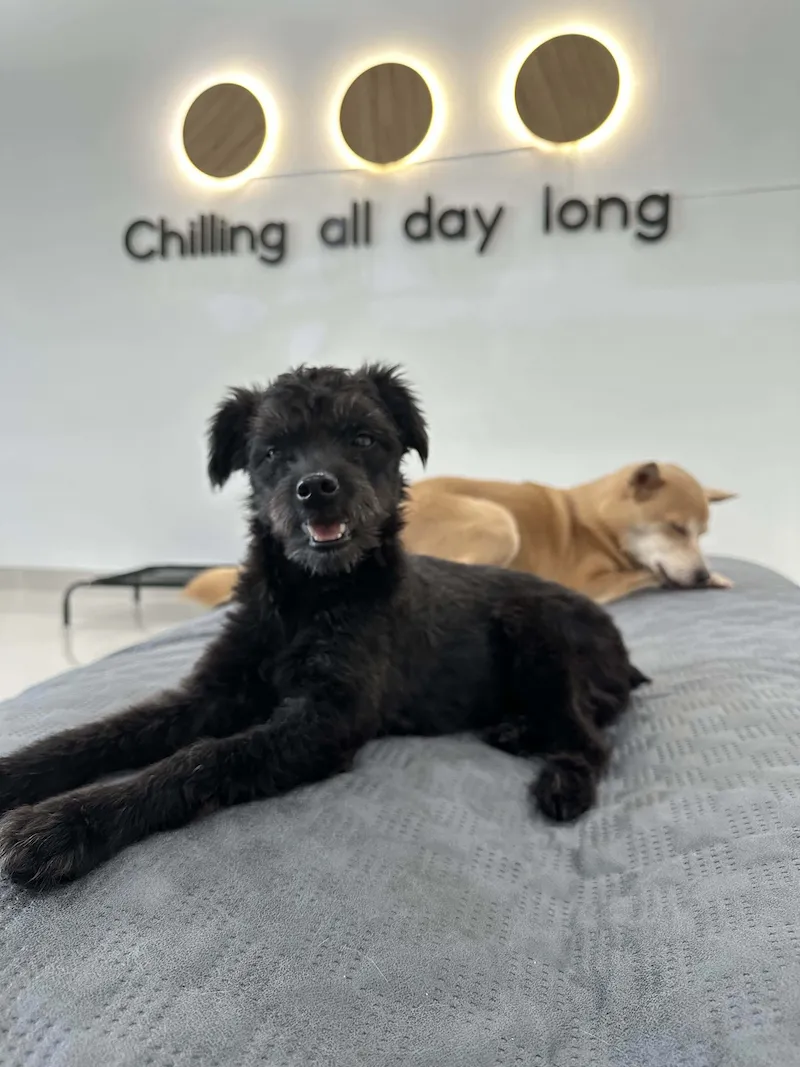 Dịch vụ giữ thú cưng ban ngày tại Đà Nẵng